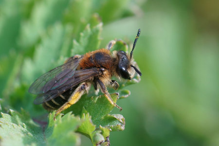 Close up of a female Broad-faced Mining Bee, Andrena proxima on a green thistle feaf