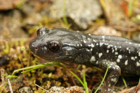 Closeup of the head of a Black Salamander , Aneides flavipunctatus , in North California.の写真素材