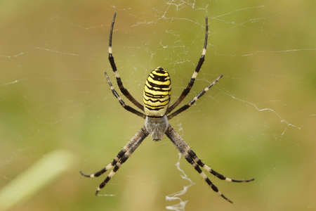 Closeup of a colorful orb-web wasp spider, Argiope bruennichi on green background in the fieldの写真素材