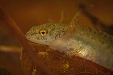 Closeup on an aquatic larvae Alpine newt , Ichthyosaura alpestris with its large gills