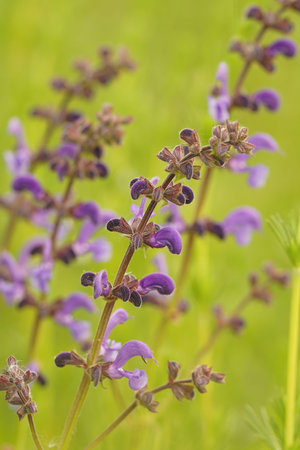 Colorful close up shot of purple meadow clary or meadow sage, Salvia prantensis on a blurred green...