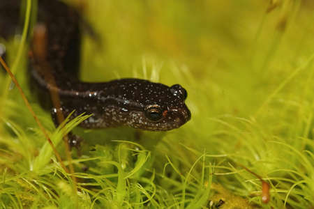 Closeup on an adult Western Red-backed Salamander, Plethodon vehiculum sitting on green moss in North Oregonの写真素材