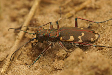 Closeup on the brown Northern Dune tiger beetle, Cicindela hybrida, in the sandの写真素材