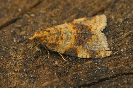 Closeup on a small but colorful Brown barred, tortrix, Epagoge grotiana, sitting on a peice of wood...