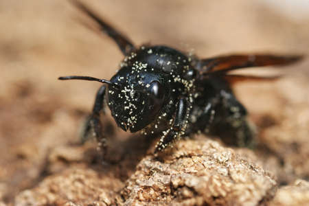 Closeup on the largest European black solitary bee, Xylocopa violacea, covered with pollen in Southern Franceの写真素材