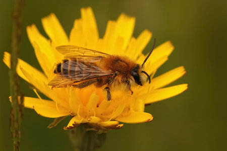 Closeup of a male of the pantaloon bee or hairy-legged mining bee, Dasypoda hirtipes on a yellow...