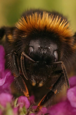 Detailed vertical close up on the black Cuckoo-Bumble Bee, Bombus vestalis, sitting on a purple...