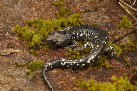 Full body closeup on the rare Black salamander, Aneides flavipunctatus, endemic to North Caliorniaの写真素材