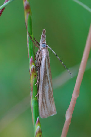 Closeup on a small grassmoth, Crambus perlella , hiding among the green vegetation