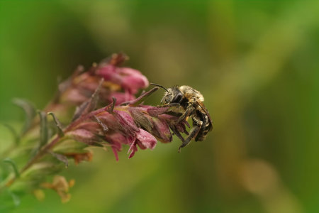 Closeup on a hairy female of the Red Bartsia Blunt horn bee, Meliita tricincta, a specialist on it's...