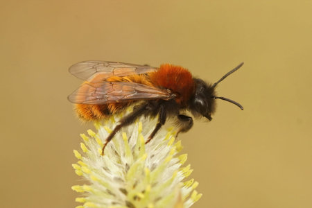 Closeup on a colorful red female Tawny mining bee, Andrena fulva on Goat willow , Salix caprea in...