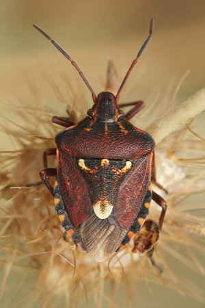 Vertical closeup on a red colorful mediterranean shieldbug , Codophila varia, from Southern France