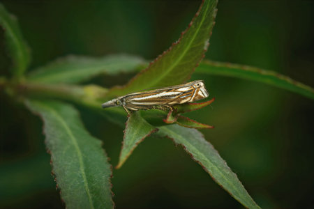 Closeup on a Hook-streak grss-veneer moth, Crambus lathoniellus sitting in the vegetation in the...