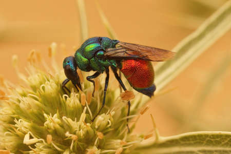 Closeup on a brilliant metallic colored Emerald Cuckoo Wasp, Stilbum cyanurum, sipping nectar from a green Eryngo flower in Southern Franceの写真素材