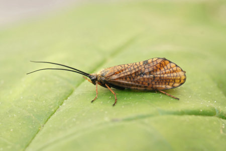 Closeup on a rare, dark brown caddisfly, Hagenella clathrata, sitting on a green leaf in the field