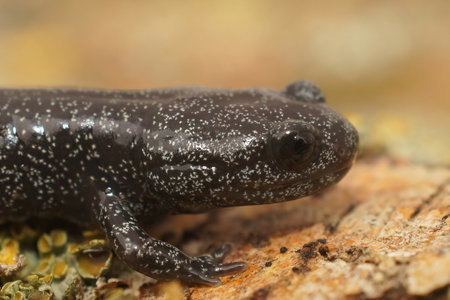 Closeup on the head of a rare white speckled subadult Ishizuchi salamander, Hynobius hirosei endemic to Japanの写真素材