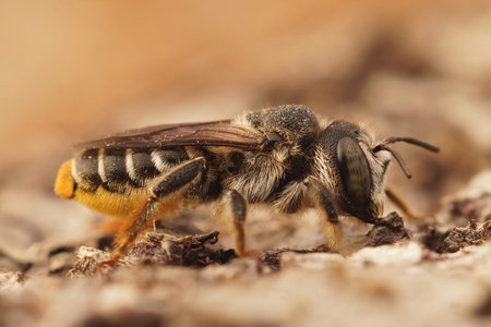 Closeup on a female golden-tailed woodborer bee, Lithurgus chrysurus from Southern France