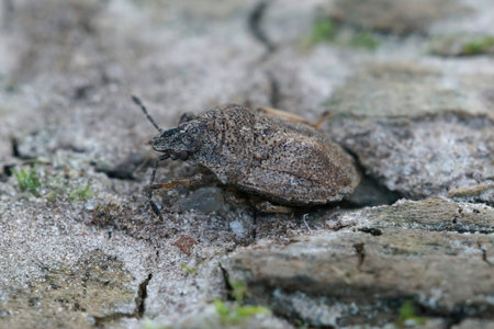 Closeup on a small and rather rare ground dwelling shieldbug, Podops inuncta on a peice of wood