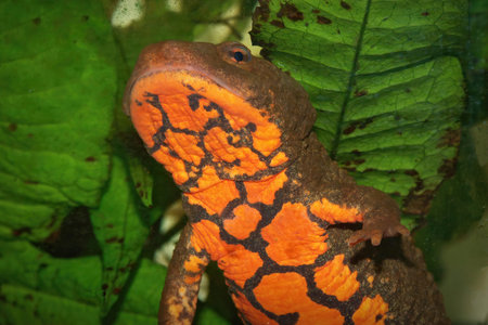 Closeup on the belly side of an aquatic female of the Tam Dao newt , Paramesotriton deloustali, underwaterの写真素材