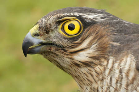 Detailed closeup on the head of a European sparrowhawk with it's intriguing yellow eyesの写真素材