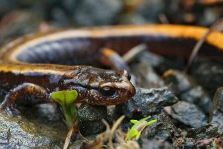 Close up of the yellow form of the Western redback salamander , Plethodon vehiculum at Holcomb area, Washington state on forest floorの写真素材
