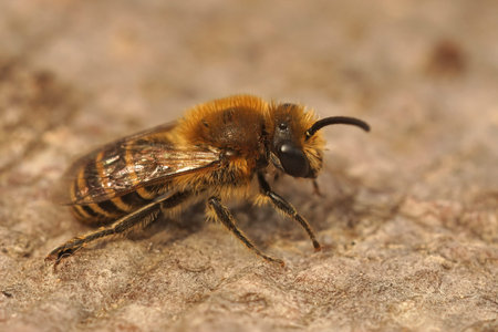 Closeup on a Heather colletes succinctus, male solitary bee sitting on wood