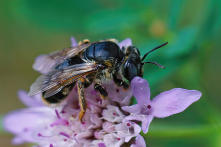 Closeup on a rather large mediterranean solitary bee, Melitturga clavicornis, drinking nectar from a...