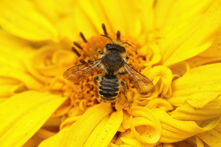Dorsal closeup of a male Garden leafcutter bee, Megachile centuncularius sipping nectar from a...