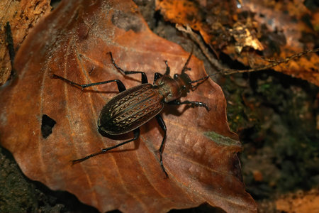 Closeup on the large brown Granulated carabid beetle, Carabus granulatus