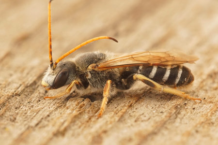 Closeup on a large male of the Giant furrow bee, Halictus quadricinctus sitting on a piece of wood...
