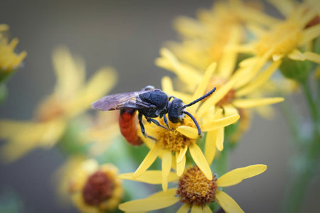 Closeup on a red cuckoo blood bee, Sphecodes sipping nectar from a yellow Common ragwort flower ,...