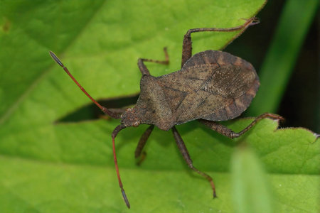 Closeup of an adult brown speckled Dock bug, Coreus marginatus on a green leaf in the garden