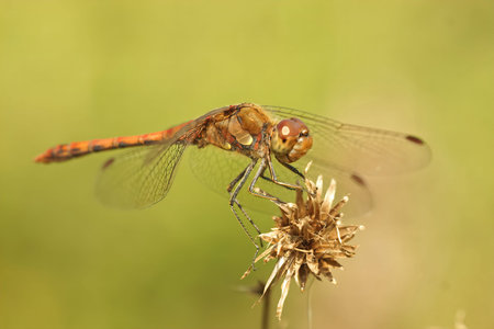 Closeup of a male Common Darter, Sympetrum striolatum against a green blurred background
