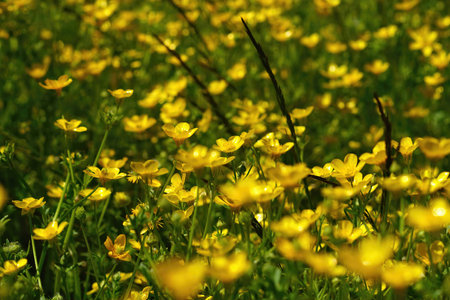 A grassland with a riche aggregation of yellow flower of the meadow buttercup , Ranunculs acris , in the eveningの写真素材