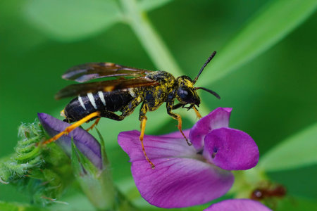 Closeup on a sawfly species , Tenthredo koehleri on a purple flower in a meadow