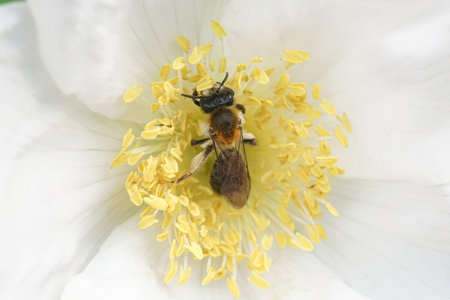 Closeup of a hairy female of the endangered Painted mining bee, Andrena fucata on a white flower