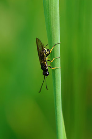 Closeup on a small (European wheat stem sawfly, Cephus pygmeus laying eggs in a grass leaf against a green backgroundの写真素材