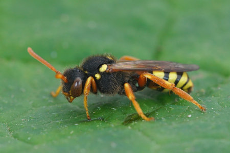 Detailed close up of a red-eyed female Painted nomad bee, Nomada fucata on a green leaf in the...