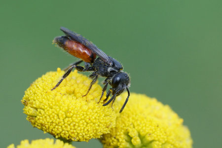 Closeup on a colorful red cleptoparasite blood bee, Sphecodes drinkingnectar from a yellow Tansy...