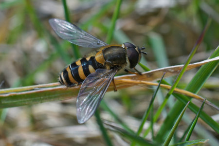 Detailed closeup on a fresh emerged Hiry-eyed syrphus, Syrphus torvus sitting in the vegetation