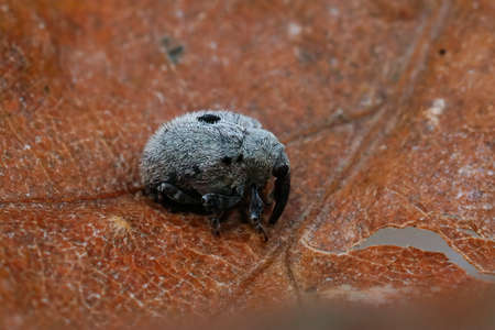 Detailed closeup on a small plant parasite weevil beetle, Cionus olens, which feeds on Verbascum plantsの写真素材