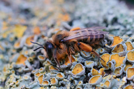 Closeup on a fresh emerged female Yellow legged mining bee, Andrena flavipes sitting on a piece of wood in the fieldの写真素材