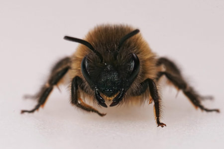 Frontal closeup on a hairy female Vernal colletes cunicularius against a white background