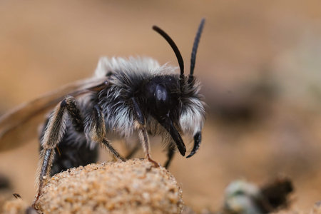 Lateral closeup on a male Gray -backed mining bee, Andrena vaga on the ground, showing it's massive...