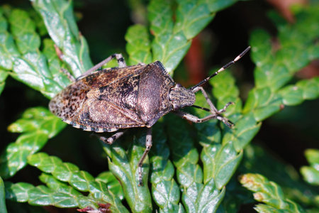 Closeup on an overwintering mottled shieldbug , Rhaphigaster nebulosa sunbathing in the garden