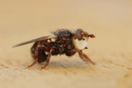 Detailed lateral closeup on Myopa testacea , a parasite fly on solitary bees sitting on wood