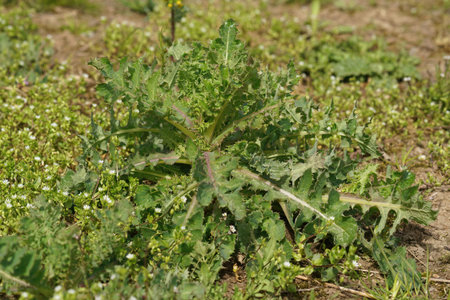 Detailed closeup on a fresh green emerging prickly sow-thistle, Sonchus asper in the field
