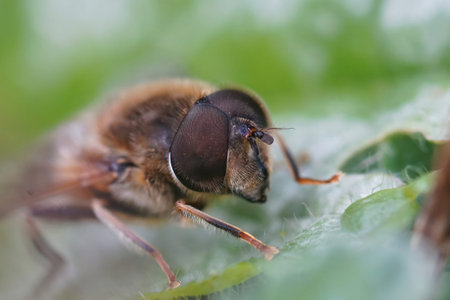 Frontal closeup on the eye of a Common drone fly, Eristalis tenax, sitting on a green leaf in the...