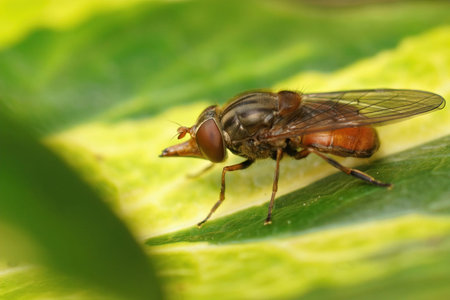 Closeup on a red common snoutfly, Rhingia campestris sitting on a green common ivy leaf in the...