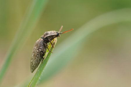 Soft focused closeup on a large clicking beetle, Agrypnus murina, hiding in the grass against a...